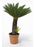 Cycas revoluta – 90- 100 cm pnia